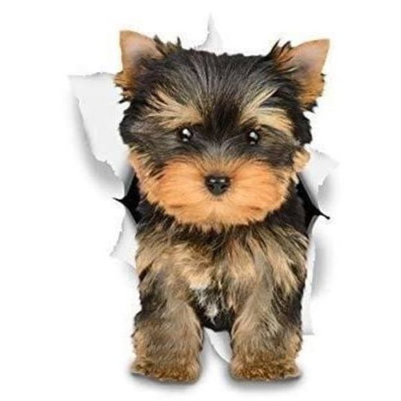 Meet your Posher, Luz - Picture 1 of 1